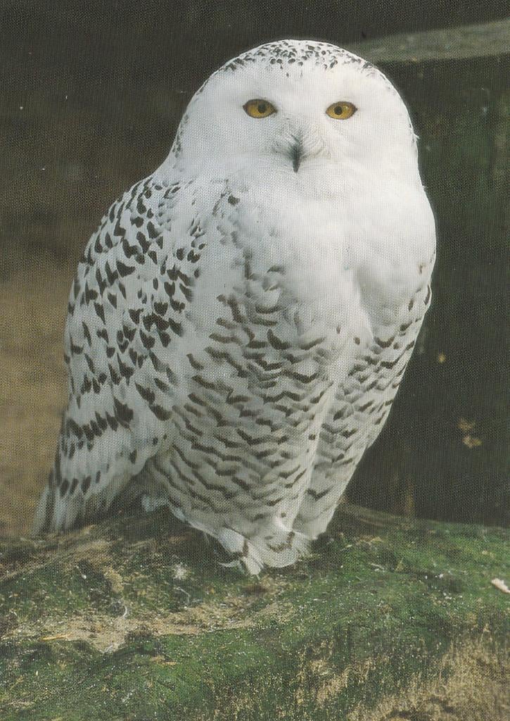 SNEEUWUIL, Collections, Cartes postales | Animaux, Envoi, Non affranchie, Oiseaux