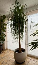 kamerplant olifantenpoot met betonnen pot (2,60 meter), Enlèvement