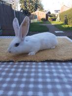 Duites reus mannetjes 8weken oud 25€, Dieren en Toebehoren, Konijnen