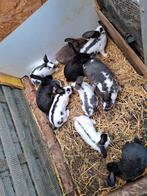 Vlinderkonijnen, Dieren en Toebehoren, Konijnen, Meerdere dieren, Groot, 0 tot 2 jaar