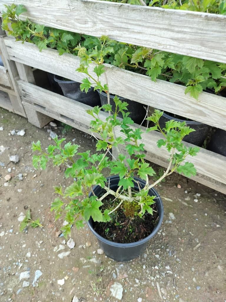 Viburnum Opulus compact. Gelderse roos. 5€/stuk, Tuin en Terras, Ophalen of Verzenden, Vaste plant