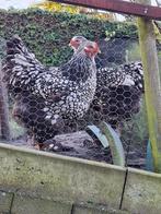 kuikentjes van brahma zilver/zwart gezoomd, Geslacht onbekend, Kip