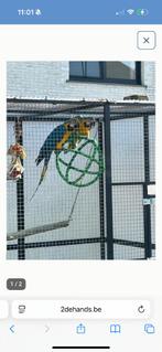 Blauw gele ara pop, Dieren en Toebehoren, Vrouwelijk, Papegaai, Tam