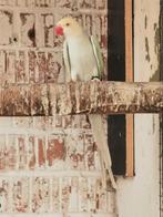 Halsbandparkiet, Dieren en Toebehoren, Vrouwelijk, Parkiet, Geringd