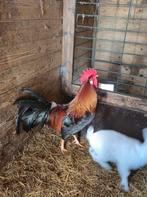 Kempische leghorn patrijs gekleurd - 2x haan, Dieren en Toebehoren