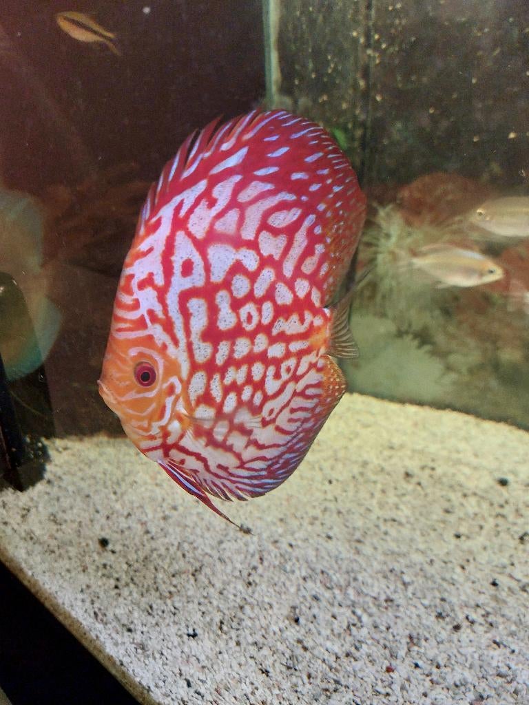 discusvissen, Dieren en Toebehoren, Vissen | Aquariumvissen, Zoetwatervis, Vis