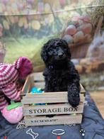 Les chiots Labradoodle Sweet Medium recherchent un foyer, Particulier, Autres races, Plusieurs animaux, 8 à 15 semaines