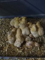 kuikens, Dieren en Toebehoren, Vrouwelijk, Kip