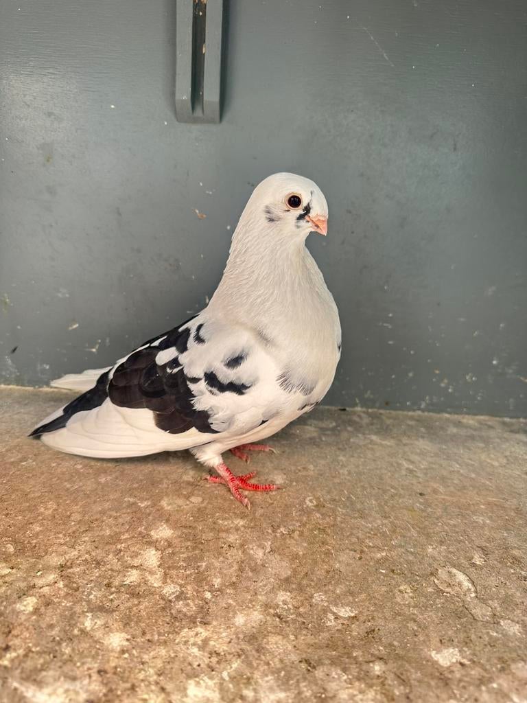 Canario duivin 2026, Vrouwelijk, Kropper