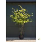 Amelanchier lamarckii - KRENTENBOOMPJE - 250/275 cm, Tuin en Terras, Ophalen, Zomer, In pot