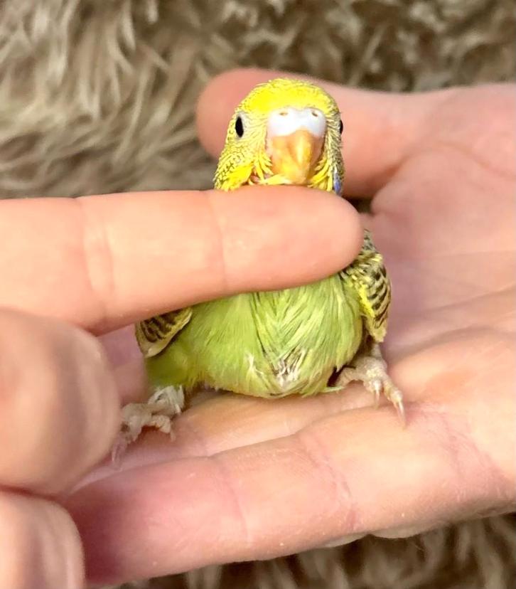 Perruche ondulée EAM à réserver, Animaux & Accessoires, Oiseaux | Perruches & Perroquets, Perruche, Domestique