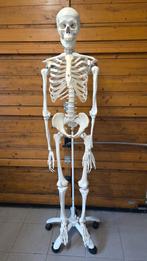 Anatomisch skelet, Ophalen, Zo goed als nieuw