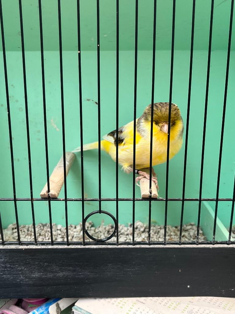 Glosters, Dieren en Toebehoren, Mannelijk, Postuurkanarie