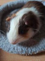 Cavia beertje te koop, Dieren en Toebehoren, Januari, Mannelijk, Cavia