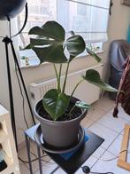 Plante d'intérieur  *  Monstera  40/60  avec pot er secoupe., Maison & Meubles, Plantes d'intérieur, Enlèvement