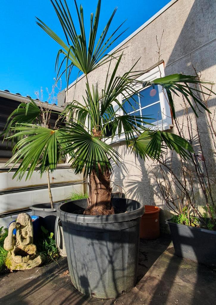 Palmboom, Trachycarpus fortunei, Chinese waaierpalm., Jardin & Terrasse, Plantes | Arbres, Palmier, 100 à 250 cm, En pot, Enlèvement