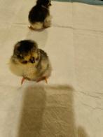 Kleurleggers kuikens, Dieren en Toebehoren, Februari, Geslacht onbekend