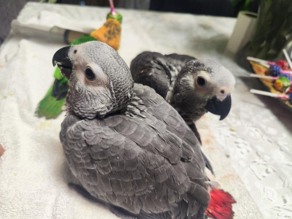 Gris de Gabon élevés à la main