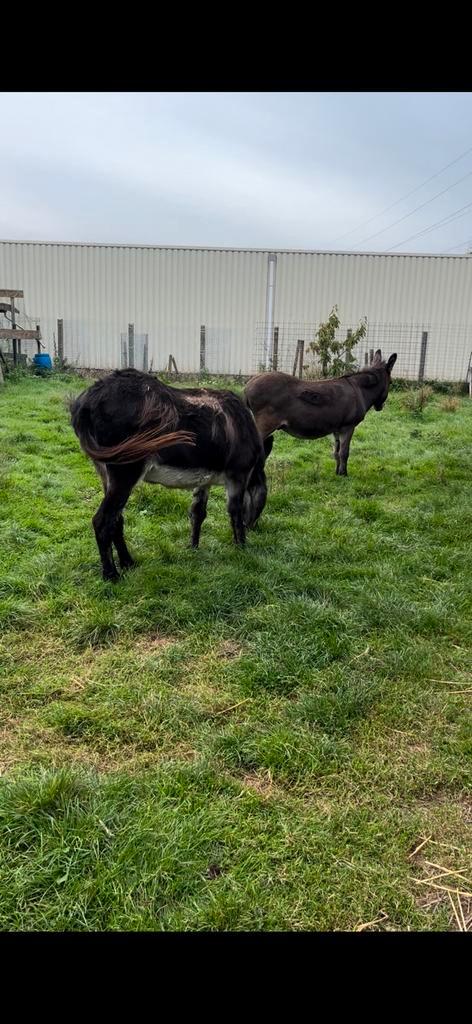 Âne plus âgé, Animaux & Accessoires, Animaux Autre, Femelle, Janvier