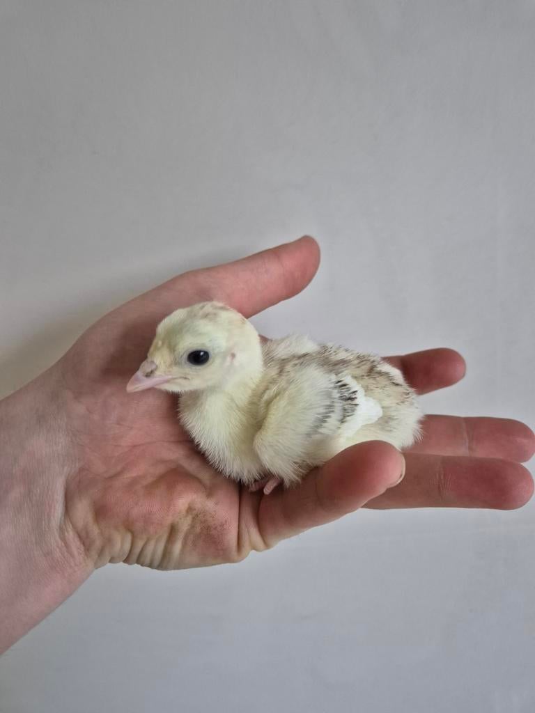 Ronquiere kalkoen kuikens te koop, Geslacht onbekend