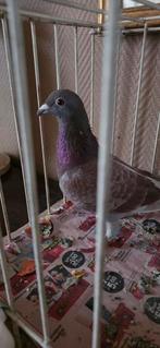 Mooie duivin  voor de fond   de heide nederland, Dieren en Toebehoren