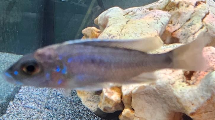 Cichlidés Sciaenochromis fryeri iceberg ahli malawi, Animaux & Accessoires, Poissons | Poissons d'aquarium, Poisson d'eau douce