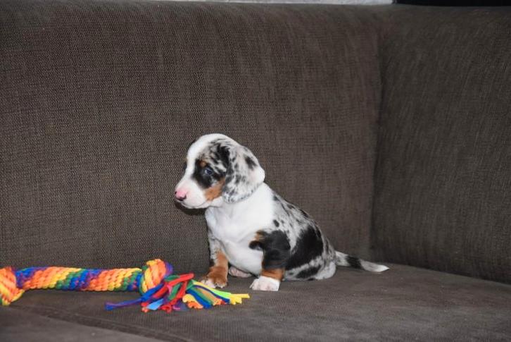 Prachtig Blue Merle Tan Piebald Teckel teefje, Dieren en Toebehoren, Honden | Teckels en Dashonden, Teef, Korthaar, Dwerg, Fokker | Professioneel