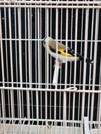 putter, Dieren en Toebehoren, Mannelijk, Wildzangvogel, Geringd