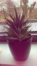 Mooi vetplantje, Maison & Meubles, Plantes d'intérieur, Enlèvement ou Envoi