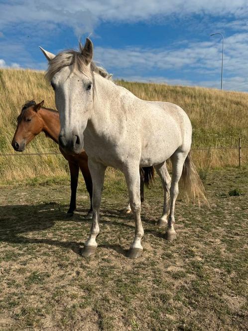 PRE fok merrie drachtig P.R.E, Diensten en Vakmensen, Dieren | Paarden | Verzorging, Oppas en Dressuur, Stalling of Weidegang