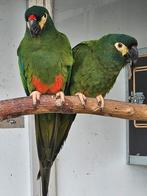 Couple Ara Maracana