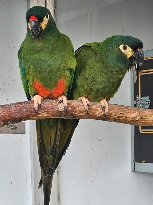 Couple Ara Maracana, Dieren en Toebehoren, Vogels | Parkieten en Papegaaien