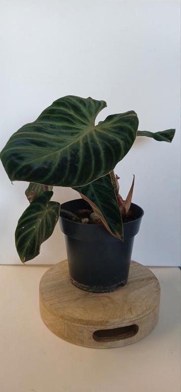 Planten en stekjes te koop beschikbaar voor biedingen