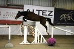 BWP 2j Bamako x Lavallino x Thunder, Dieren en Toebehoren, Paarden, Merrie, Springpaard, Gechipt, 0 tot 2 jaar