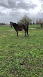 Fokmerrie, Dieren en Toebehoren, Paarden, Merrie