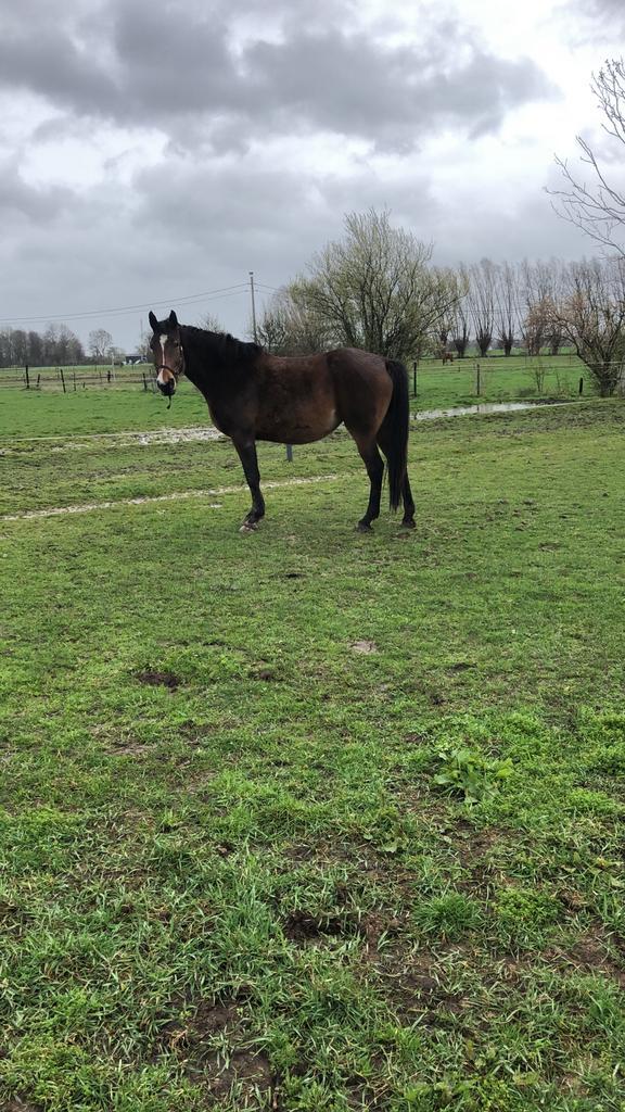 Fokmerrie, Dieren en Toebehoren, Paarden, Merrie