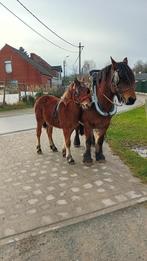 merrieveulen, Dieren en Toebehoren, Merrie, 0 tot 2 jaar, Gechipt, Onbeleerd