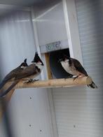 Bulbul Orpheus, Dieren en Toebehoren, Vogels | Overige Vogels