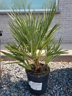 Europese dwergpalm - Chamaerops Humilis, Ophalen