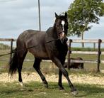 Holsteiner warmbloed paard ruin cormint - contender 1- monik, Dieren en Toebehoren, Paarden, Met stamboom, Ruin, Niet van toepassing
