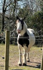 Tinker merrie, Dieren en Toebehoren, Zadelmak, 11 jaar of ouder, Recreatiepony, Merrie