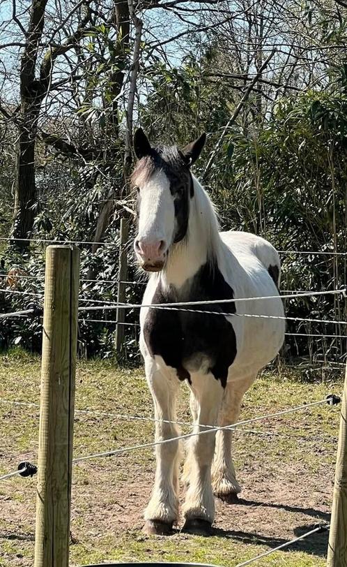 Tinker merrie, Dieren en Toebehoren, Pony's, Merrie, Zadelmak, E pony (1.48m - 1.57m), Recreatiepony, 11 jaar of ouder