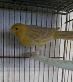 Canaris et moineaux du japon, Plusieurs animaux, Canari de couleur