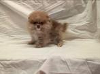 Chiot Keeshond, pygmée, pomérien, spitz, Animaux & Accessoires, Chiens | Huskys, Loulous & Types primitifs, 15 semaines à 1 an