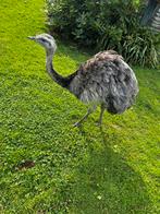 Nandoe, Dieren en Toebehoren, Pluimvee, Overige soorten