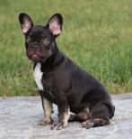 Franse Bulldog pup, België, CDV (hondenziekte), 8 tot 15 weken, Teef