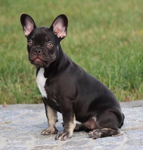 Franse Bulldog pup, Dieren en Toebehoren, Honden | Bulldogs, Pinschers en Molossers, Teef, Bulldog, Fokker | Professioneel, Eén hond