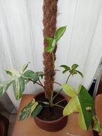 Philodendron Florida Beauty, Ombre partielle, En pot, Plante verte, Enlèvement ou Envoi