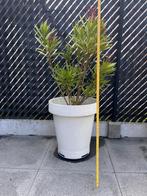Grote pot oleander, Ophalen