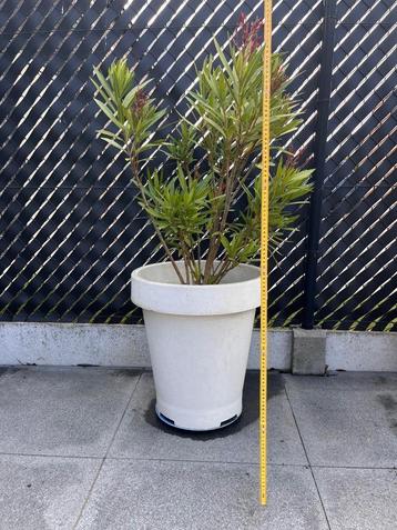 Grote pot oleander beschikbaar voor biedingen
